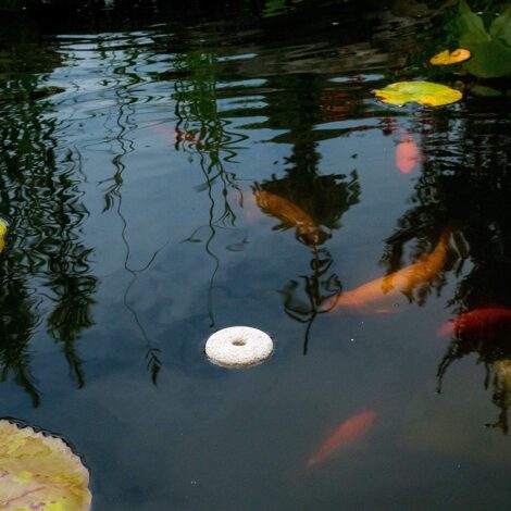 MOSQUITO DONUTS - Image 2